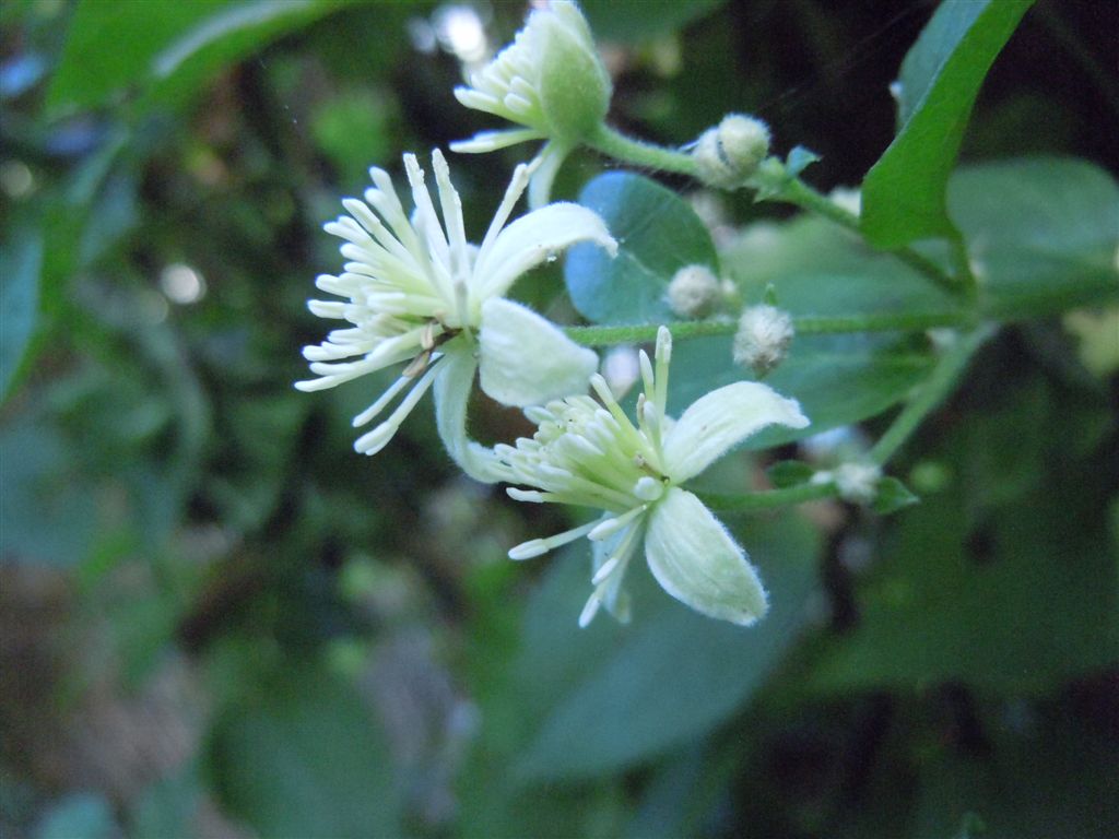 Clematis vitalba